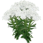 Achillée millefeuille