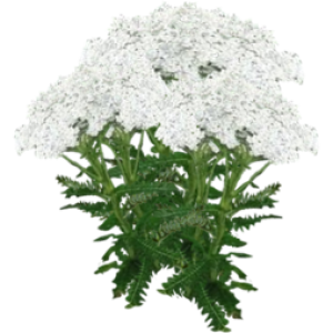 Achillée millefeuille