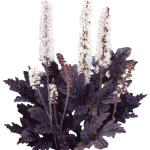 Actaea brunette