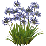 Agapanthe