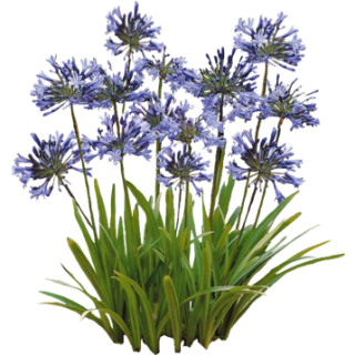 Agapanthe