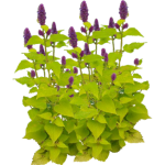 Agastache golden jubilee