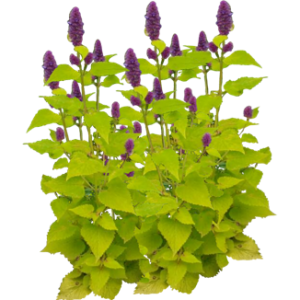 Agastache golden jubilee