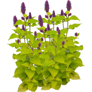 Agastache golden jubilee