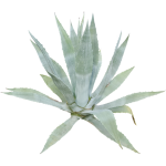 Agave américana