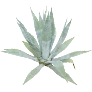 Agave américana