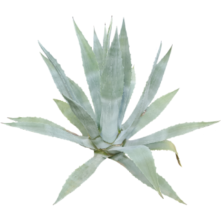 Agave américana