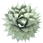 Agave parryi var truncata