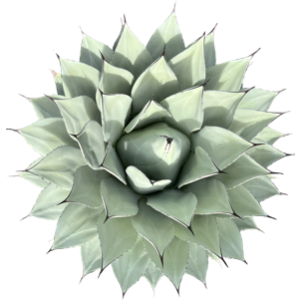 Agave parryi var truncata