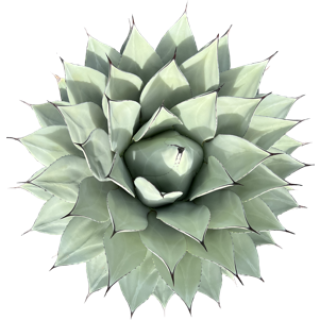 Agave parryi var truncata