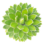 Agave de shaw