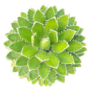 Agave de shaw