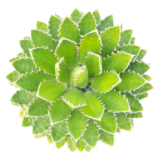 Agave de shaw