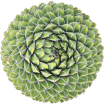 Agave Victoriae Regine