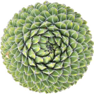 Agave Victoriae Regine