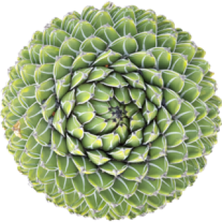 Agave Victoriae Regine