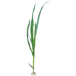 Ail