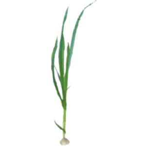Ail