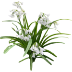 Ail triquètre