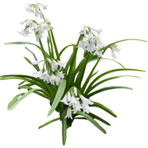 Ail triquètre