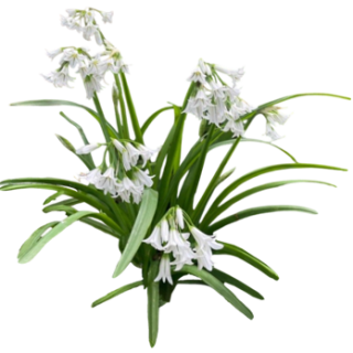 Ail triquètre