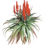 Aloe arborescens