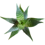 Aloe maculata