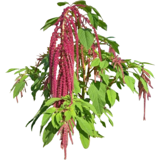 lobelia