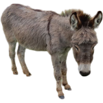 Ane