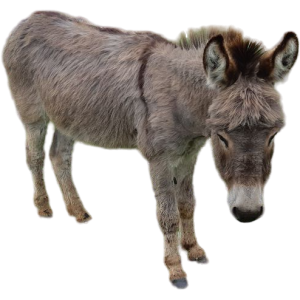 Ane