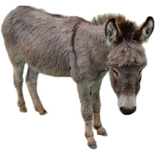 Ane