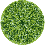 Arbre 3