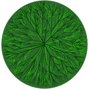 Arbre 4