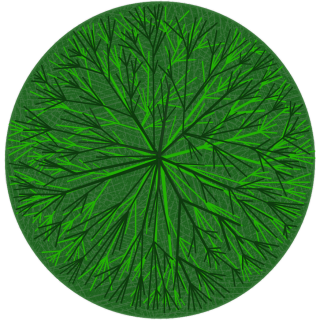 Arbre 4