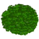 Arbre 5
