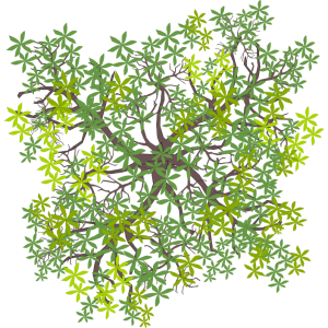 Arbre 6
