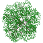Arbre 9