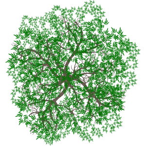 Arbre 9