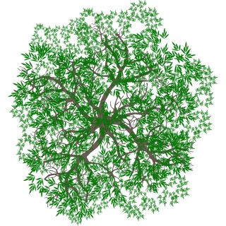 Arbre 9