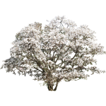 Arbre blanc