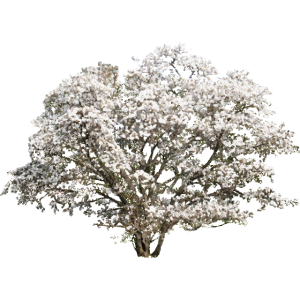 Arbre blanc