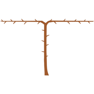 Arbre cordon 2 bras