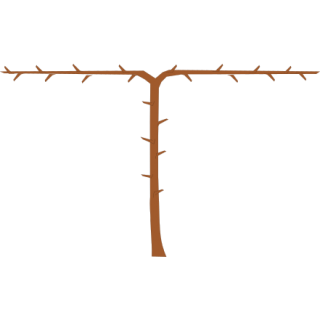 Arbre cordon 2 bras