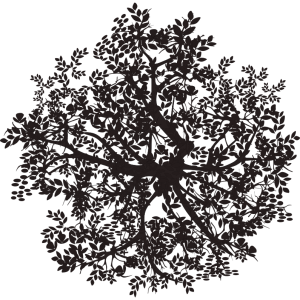 Arbre nuit