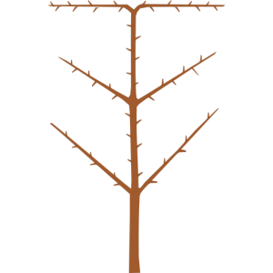 Arbre palmette oblique
