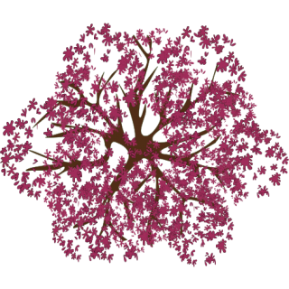 Arbre rouge 1