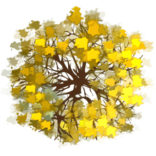 mimosa