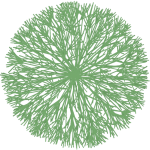 Arbuste branche clair