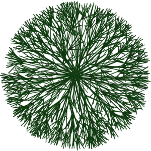 Arbuste branche