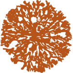 Arbuste orange
